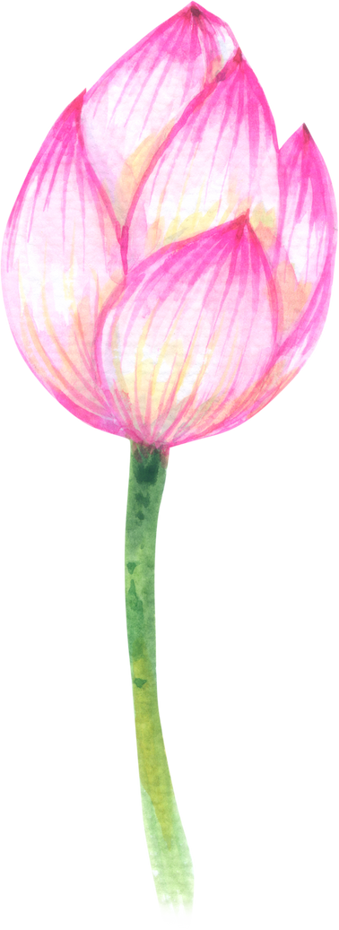 Lotus watercolor element, pink flower botanical